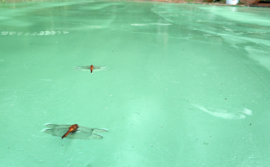 硅pu籃球場材料上的蜻蜓